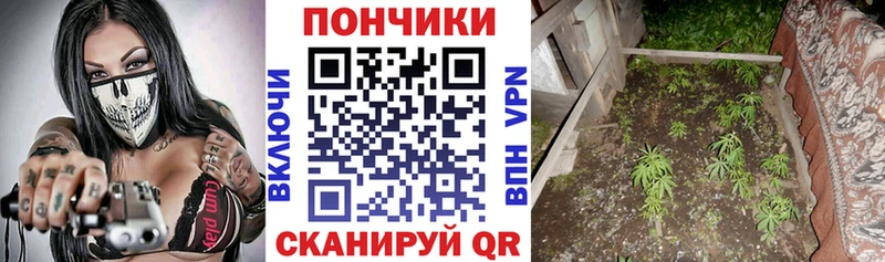 Бошки Шишки семена  Купить где  Озёры 